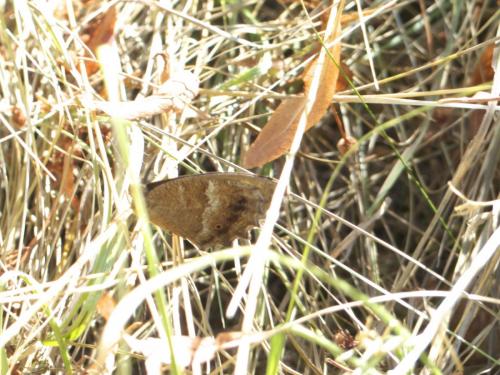 Minois dryas